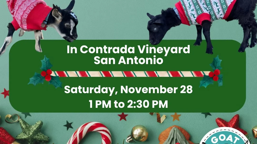 Goat cuddles with Santa at In Contrada Vineyard