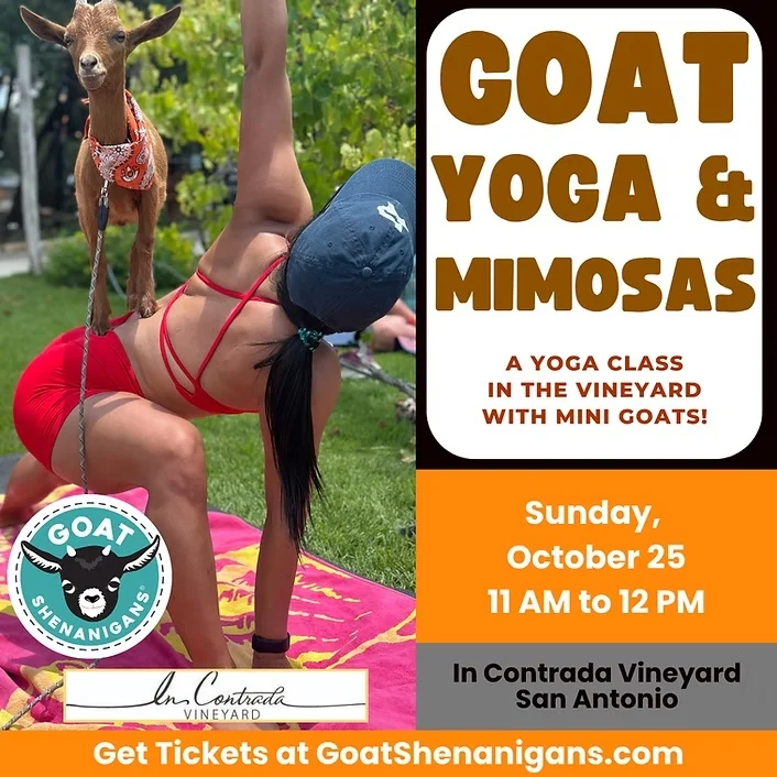 Goat Yoga & Mimosas at In Contrada Vineyard